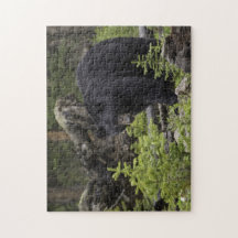 Ours noir dans la forêt