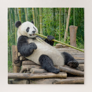 Puzzle Ours panda mâchant une tige de bambou
