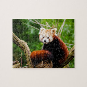 Puzzle Ours panda rouge mignon