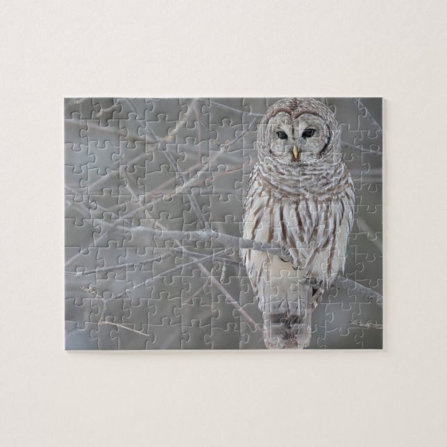 Puzzle Owl (Horizontal)