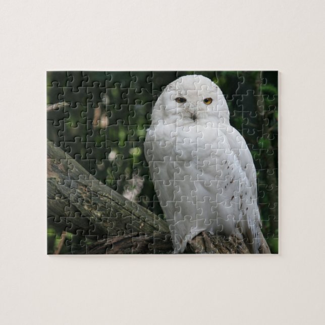 Puzzle Owl (Horizontal)