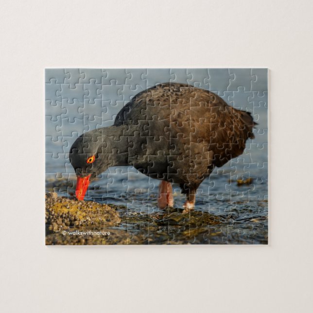 Puzzle Oystercatcher noir au travail (Horizontal)