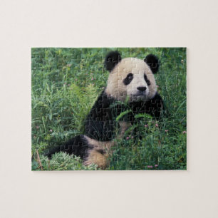 Puzzle Panda géant dans l'herbe, vallée de Wolong, Sichua