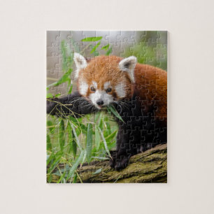 Puzzle Panda Rouge Manger Feuille verte