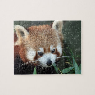 Puzzle Panda roux, Taronga Zoo, Sydney, Australie