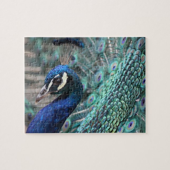 Puzzle Paon fier (Horizontal)