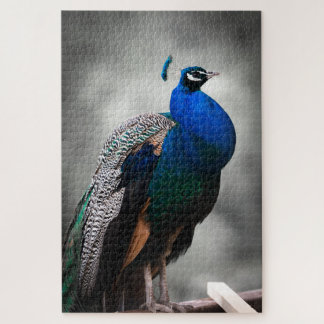 Puzzle Paon noir et blanc bleu 1014 morceaux adultes