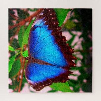 Puzzle papillon bleu Morpho