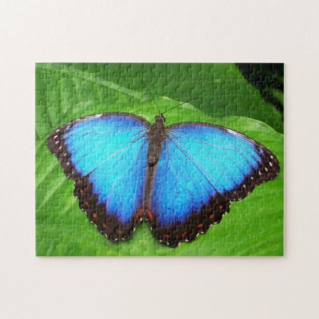 Puzzle Papillon bleu Morphofalter. (Horizontal)