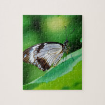 Papillon Brown foncé et gris