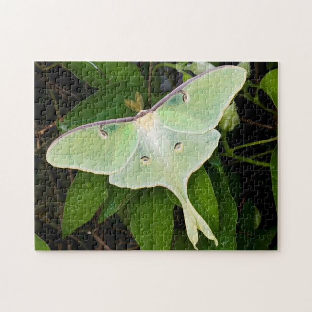 Puzzle Papillon luna sur clématite de Carnaby (Horizontal)