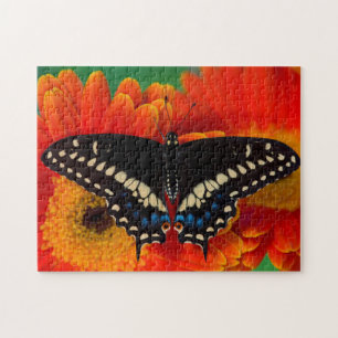 Puzzle Papillon noir Swallowtail sur Gerberia Daisy