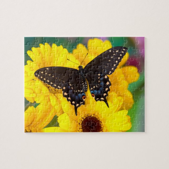 Puzzle Papillon Papilio polyxenes (Horizontal)
