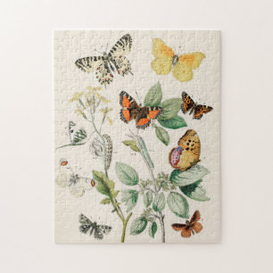 Puzzle Papillon papillon vintage Ancien art d'illustratio