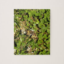 Papillon sur feuilles
