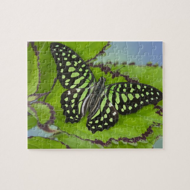 Puzzle Papillon sur fond vert (Horizontal)