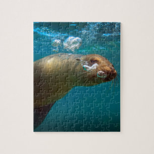 Puzzle paradis des otaries curieuses sous-marines des Gal