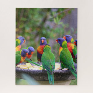 Puzzle Parrots colorés Arc-en-ciel Lorikeet Manger