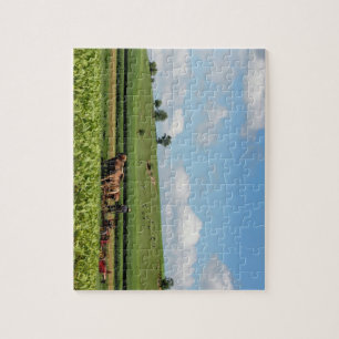 Puzzle Pays amish