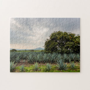 Puzzle Paysage avec l'agave bleu