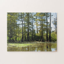 Paysage du marais Cypress