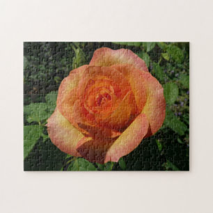 Puzzle Peach Rose Orange Floral Photographie