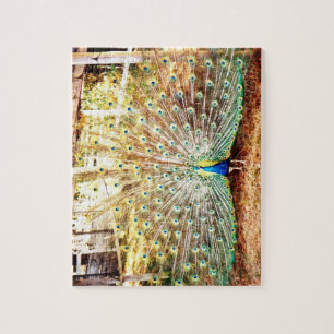 Puzzle Peacock