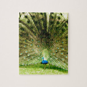 Puzzle Peacock Display Colours