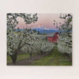 Puzzle Pear Orchard in Bloom with Barn near Mount Hood