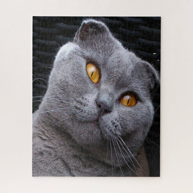 Puzzle Pedigree écossais de chat plié (Vertical)