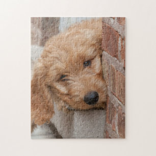 Puzzle Peecing de Goldendoodle