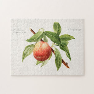 Puzzle Peinture à base de fruits (Prunus Persica)