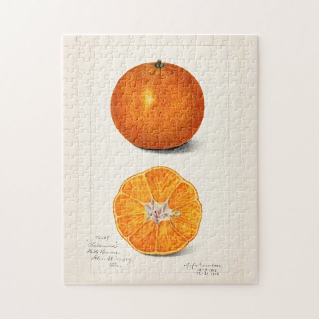 Puzzle Peinture à l'aquarelle de fruits (Citrus Sinensis) (Vertical)