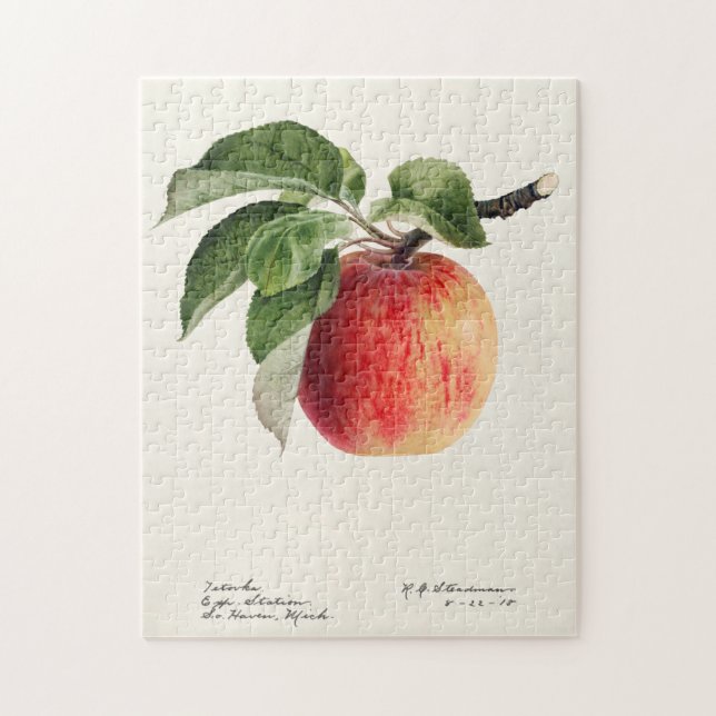 Puzzle Peinture à l'aquarelle de fruits (Malus Domestica) (Vertical)