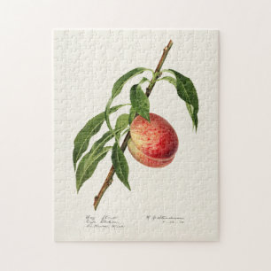 Puzzle Peinture à l'aquarelle de fruits (Prunus Persica)