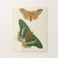 Peinture à papillon légèrement frontière