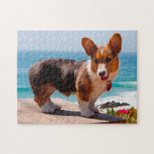 Puzzle Pembroke Welsh Corgi puppy standing on table