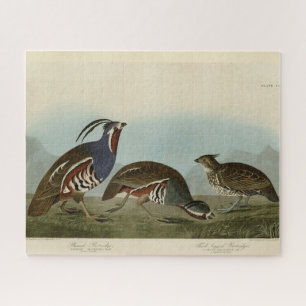 Puzzle Perdrix en peluche et à pattes épaisses - Audubon'
