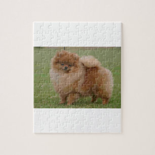 Puzzle Perfection de Pomeranian,