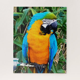 Puzzle Perroquet bleu et jaune