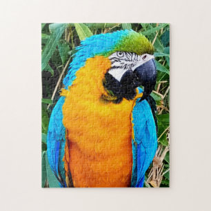 Puzzle Perroquet bleu et jaune