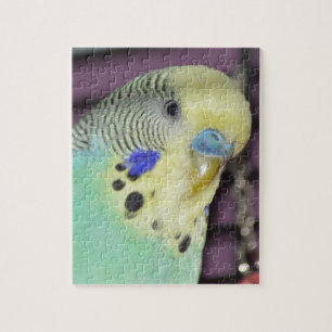 Puzzle Perruche masculine de Budgie/