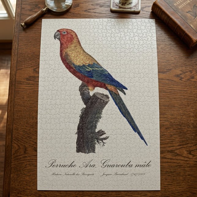 Puzzle Perruche soleil mâle, Aratinga solstitialis (Sun Parakeet Male, Aratinga Solstitialis. Jigsaw Puzzle)