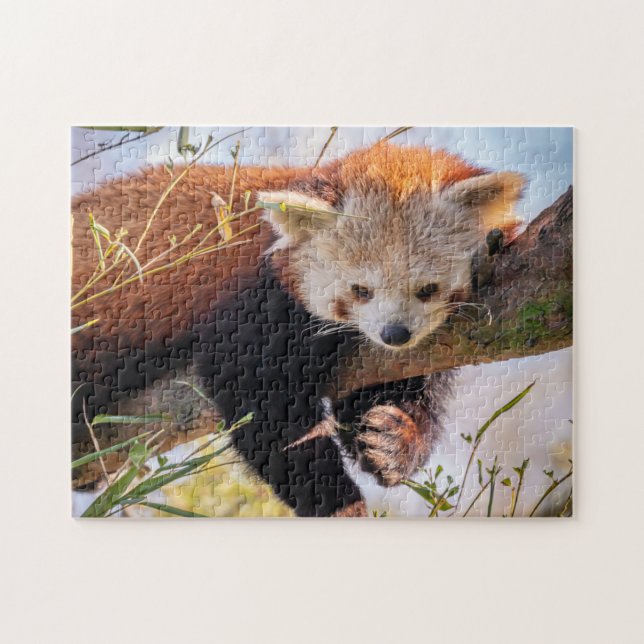 Puzzle Petit panda rouge pâle (Horizontal)