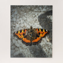 Petit papillon Tortoiseshel
