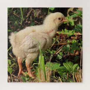 Puzzle petit poulet mignon, poussins de poulet, bien sûr,