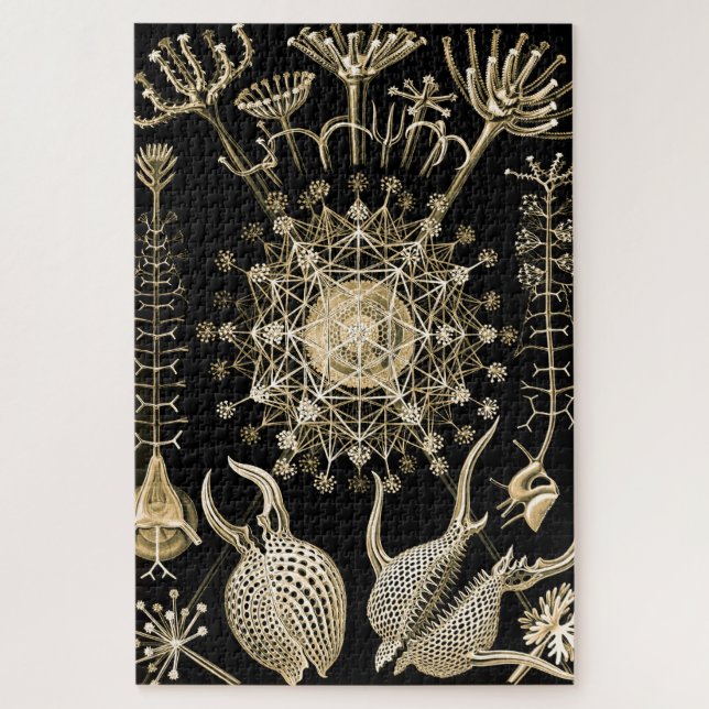 Puzzle Phaeodaria | 61 Or | Ernst Haeckel | (Vertical)