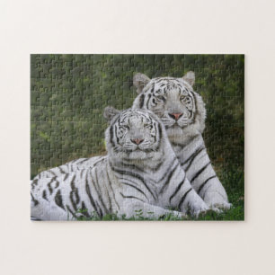 Puzzle Phase blanche, Tigre du Bengale, Tigris