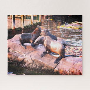 Puzzle Phoques