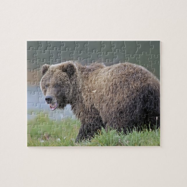 Puzzle Photo d'Alaska de faune d'ours Brown (arctos (Horizontal)